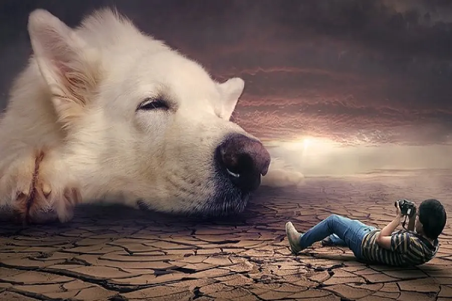 App Store fotomontaggi per il tempo libero, da PhotoDirector a Photo Lab